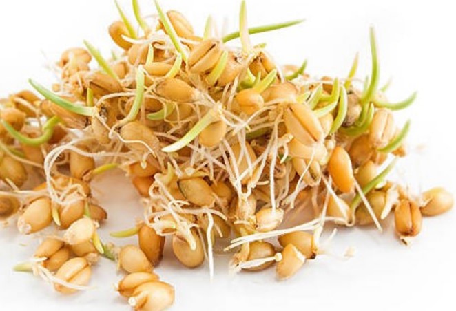 جوانه گندم دکتر بیز